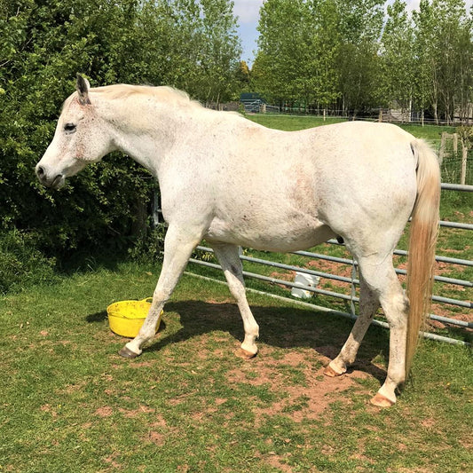 Peter's Laminitis Journey - A Guest Blog by Judith Evans