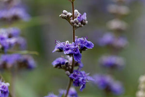 Vitex Agnus Castus